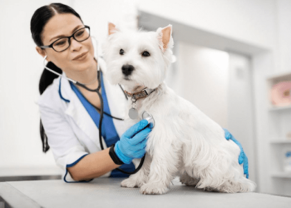 Găng tay y tế giúp hạn chế sự tiếp xúc trực tiếp với vi khuẩn, virus, chất lỏng động vật như nước tiểu, máu,...
