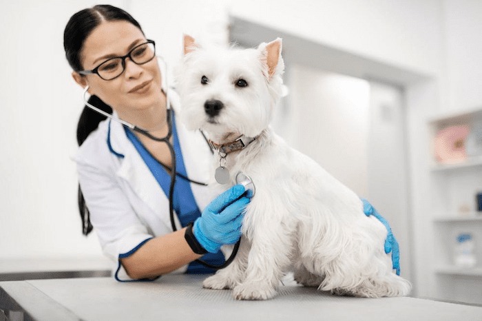 Găng tay y tế giúp hạn chế sự tiếp xúc trực tiếp với vi khuẩn, virus, chất lỏng động vật như nước tiểu, máu,...