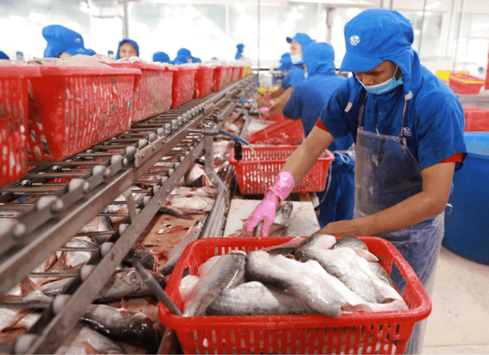 Găng tay Nitrile được sử dụng trong ngành công nghiệp chế biến thực phẩm thường dày hơn (Nguồn: Sưu tầm)